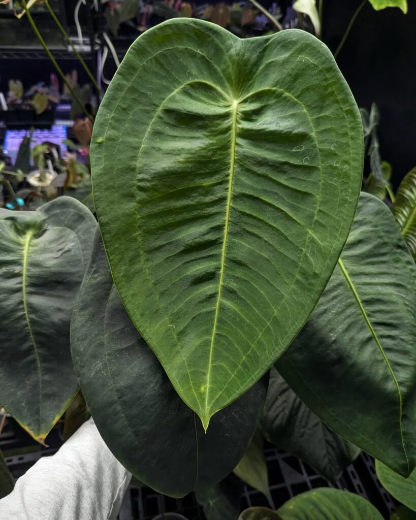 Anthurium Peltigerum