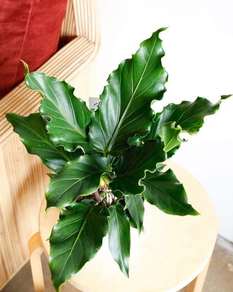 Anthurium Plowmanii