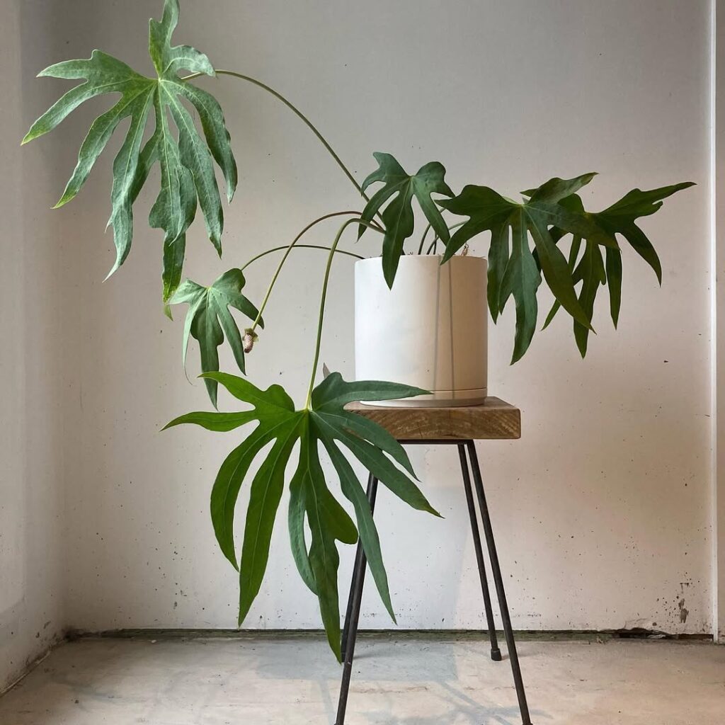 Anthurium Podophyllum