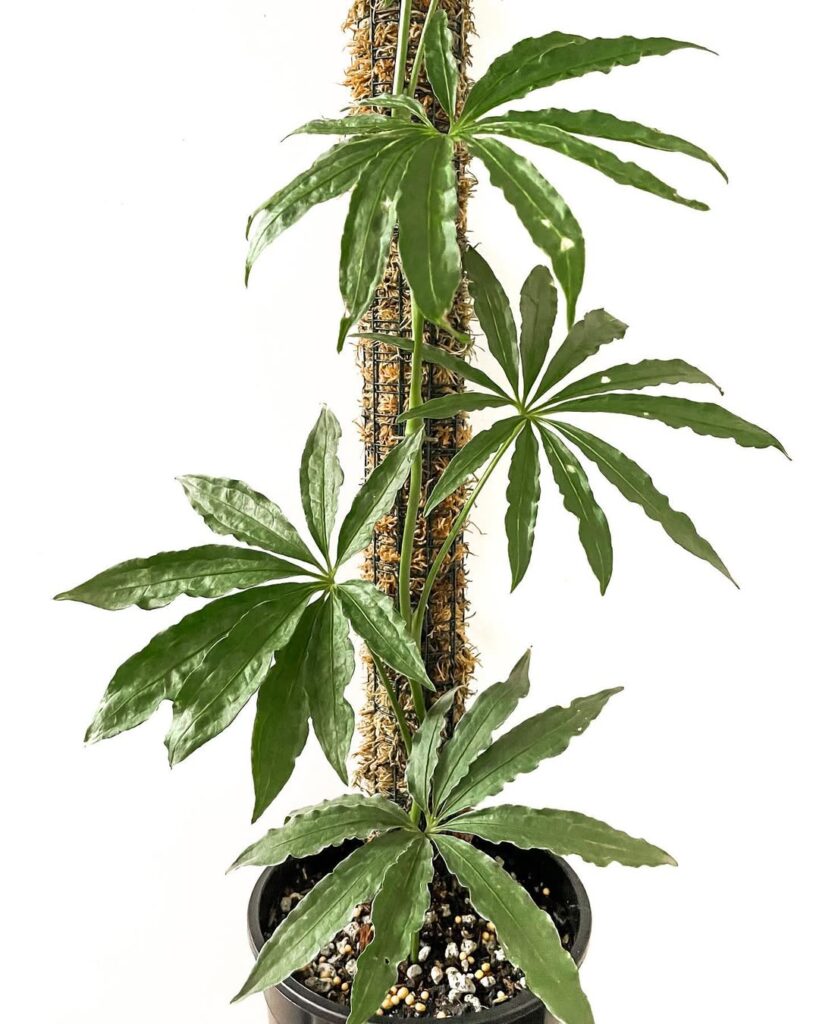 Anthurium Polyschistum