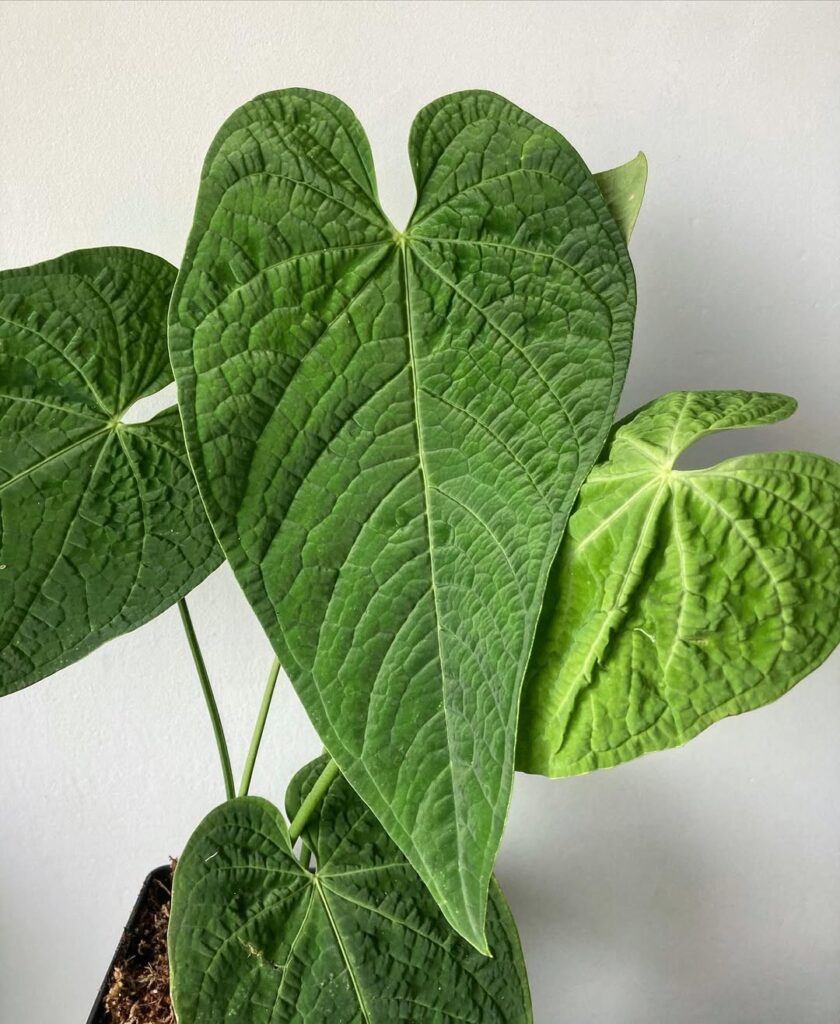 Anthurium Rotolantei