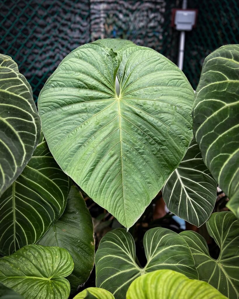 Anthurium Rotundistigmatum