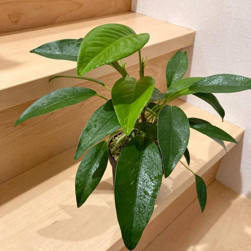 Anthurium Scandens