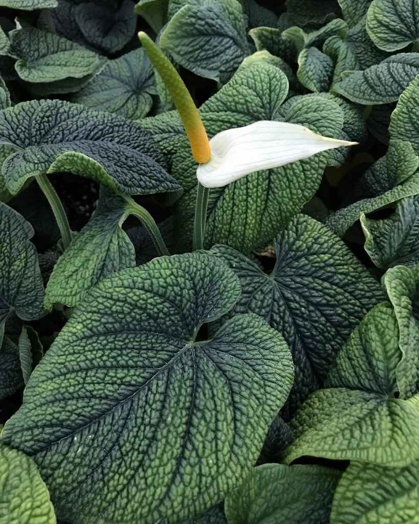 Anthurium Splendidum