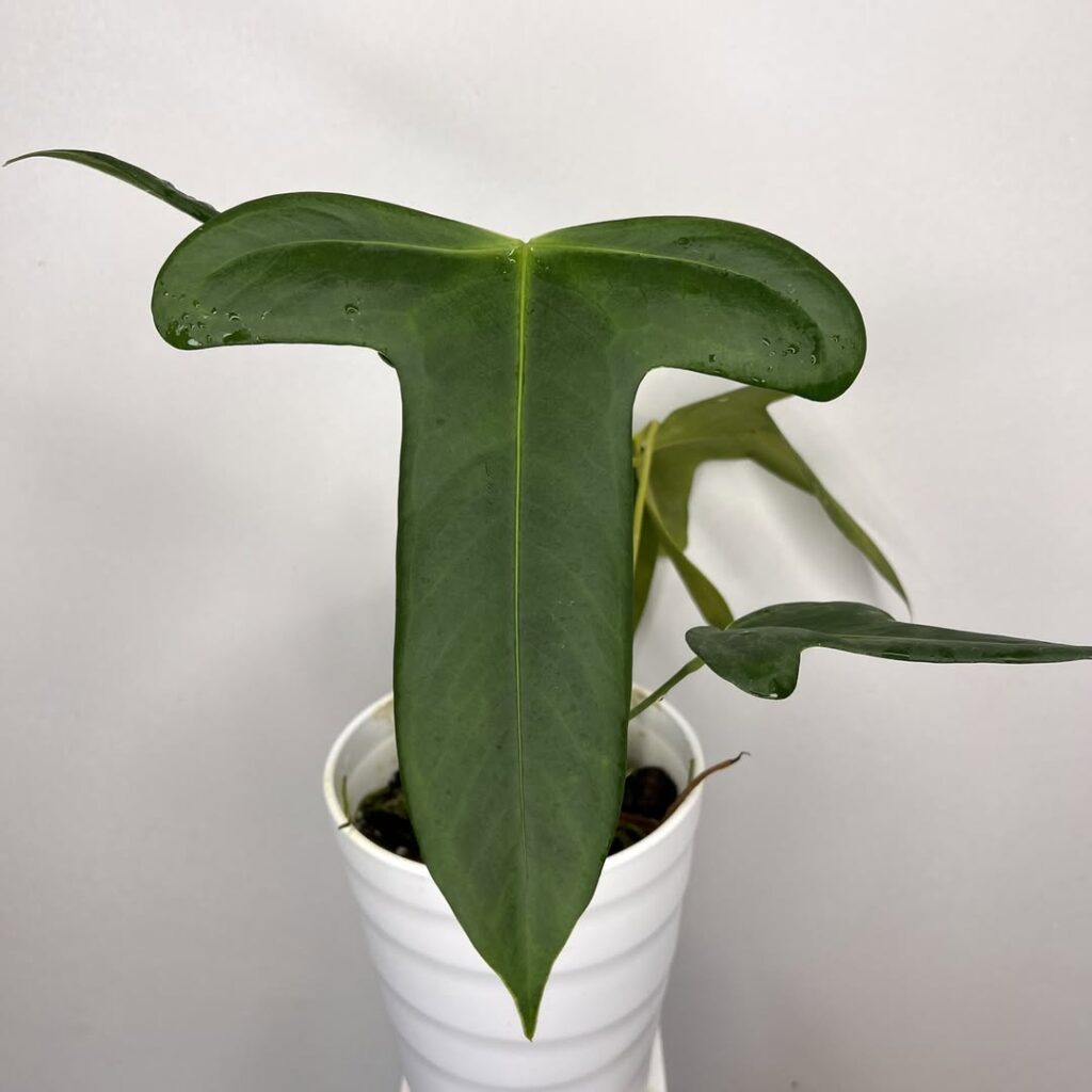 Anthurium Truncicola