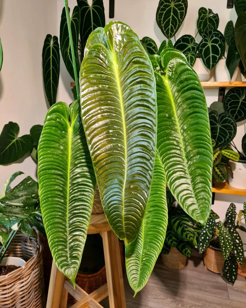 Anthurium Veitchii