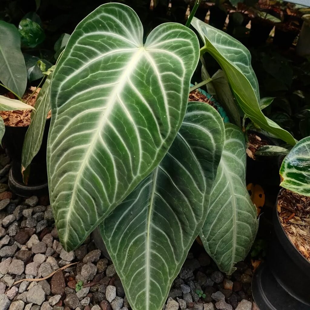 Anthurium Villenaorum