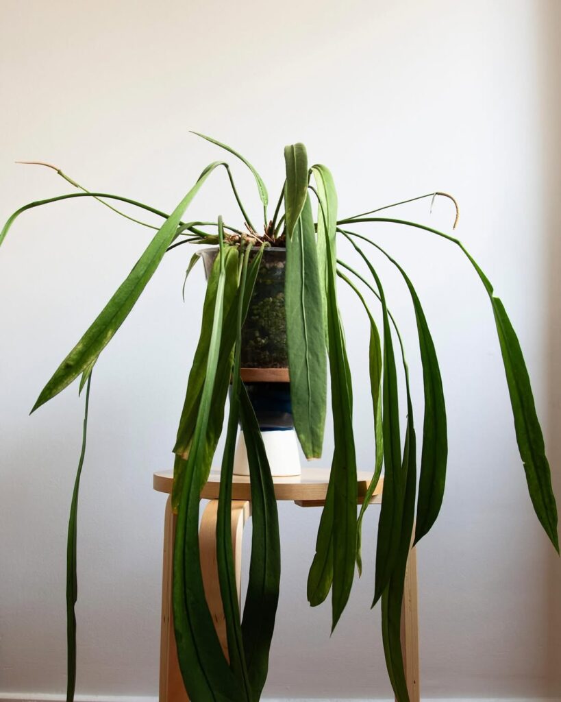 Anthurium Vittarifolium