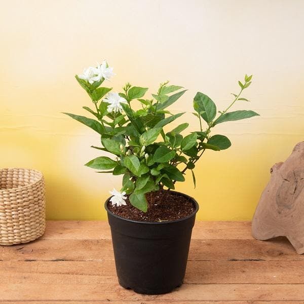 Arabian Jasmine