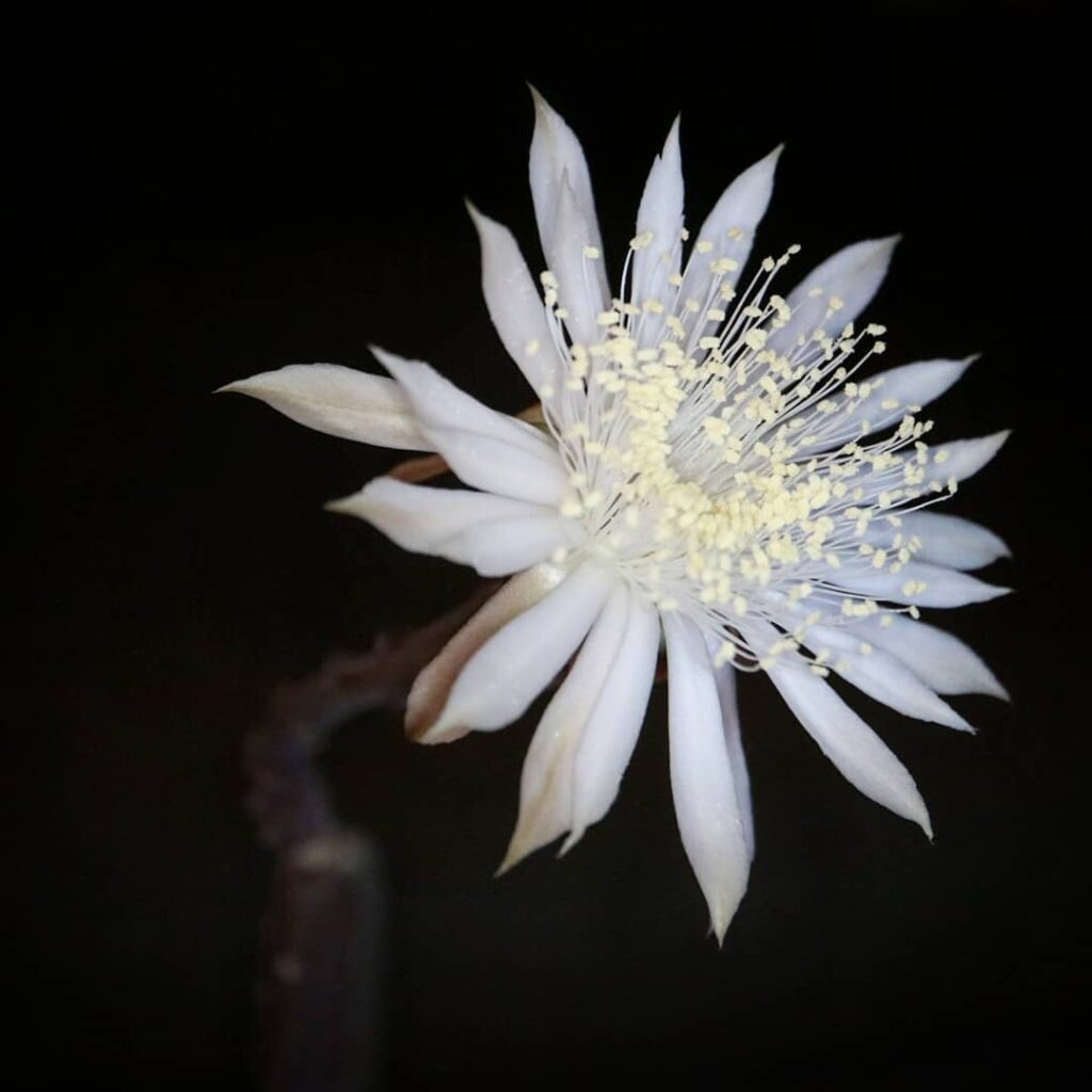 Arizona Queen of the Night