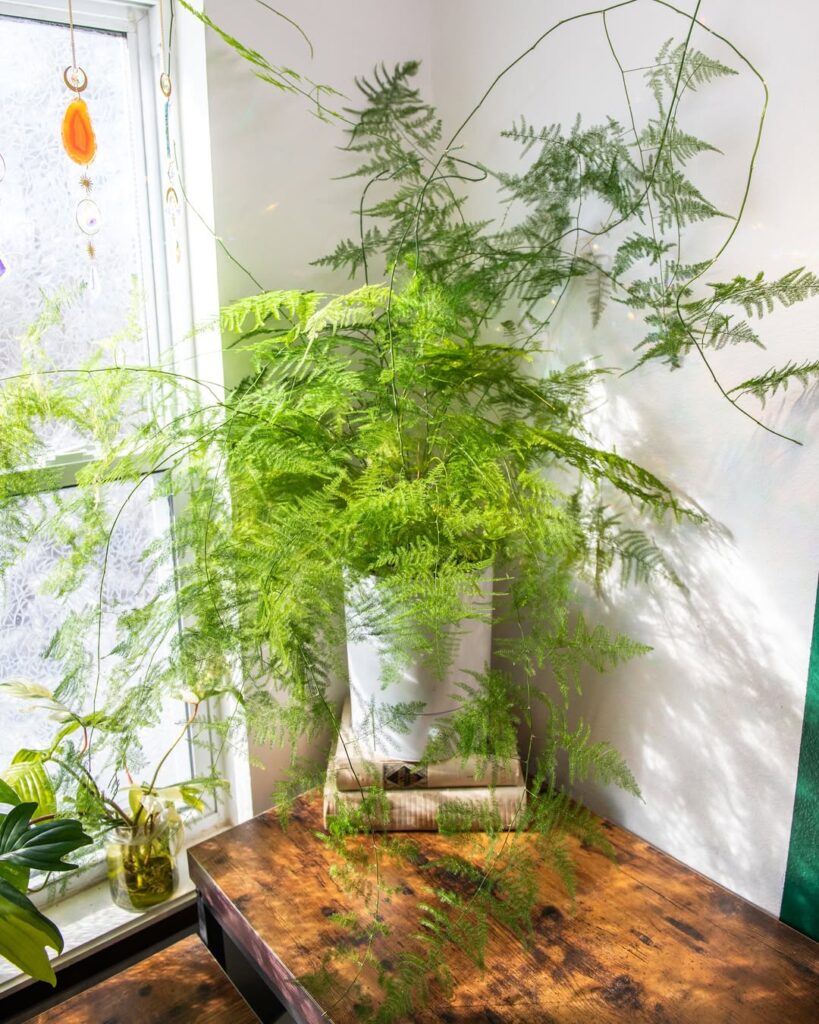 Asparagus Fern