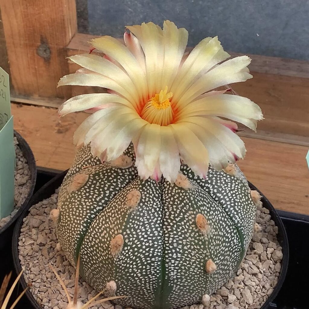 Astrophytum asterias
