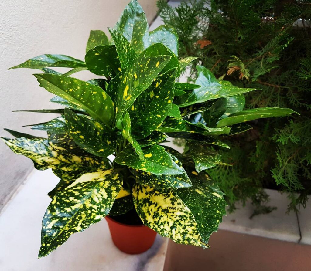 Aucuba japonica