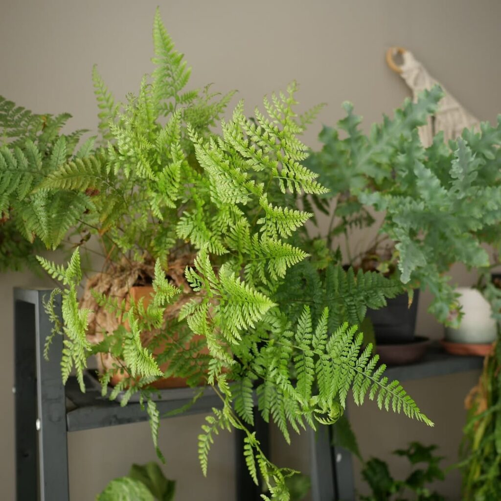 Autumn Fern