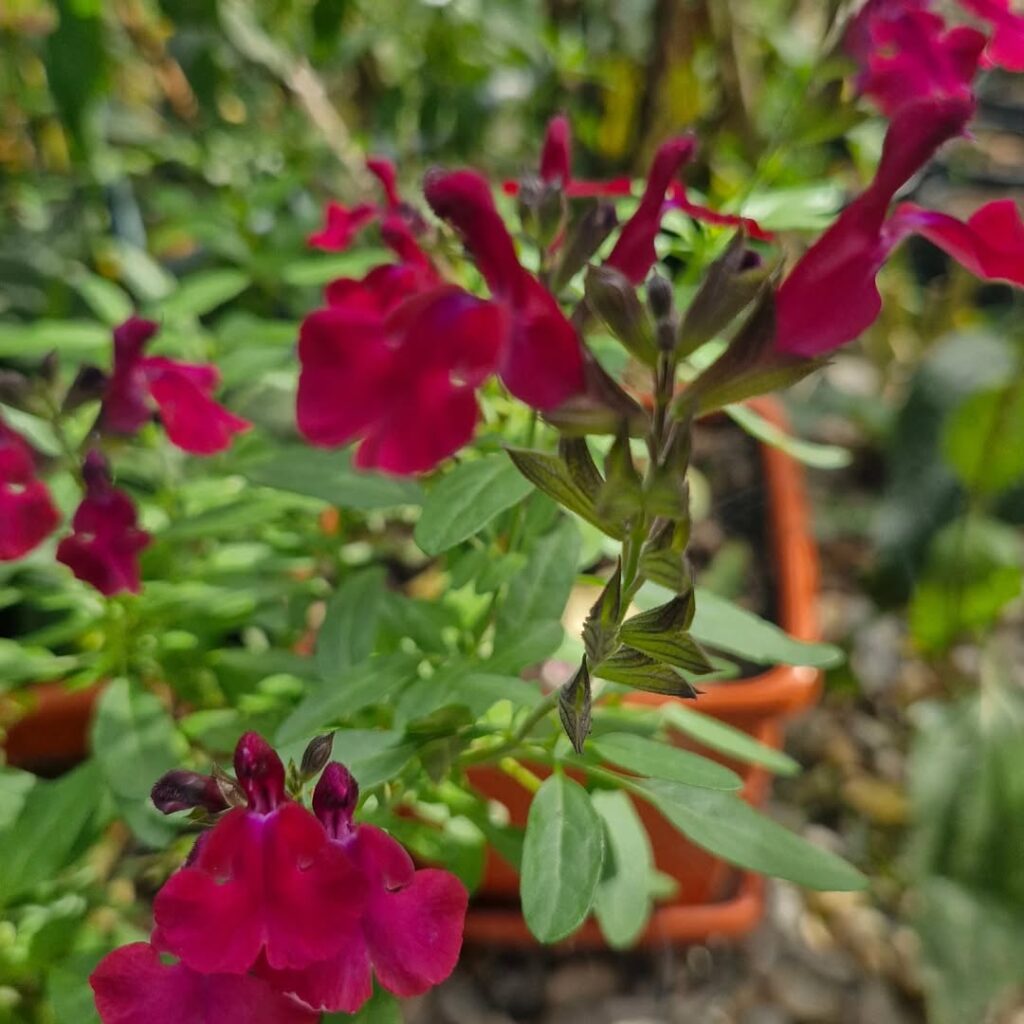 Autumn Sage