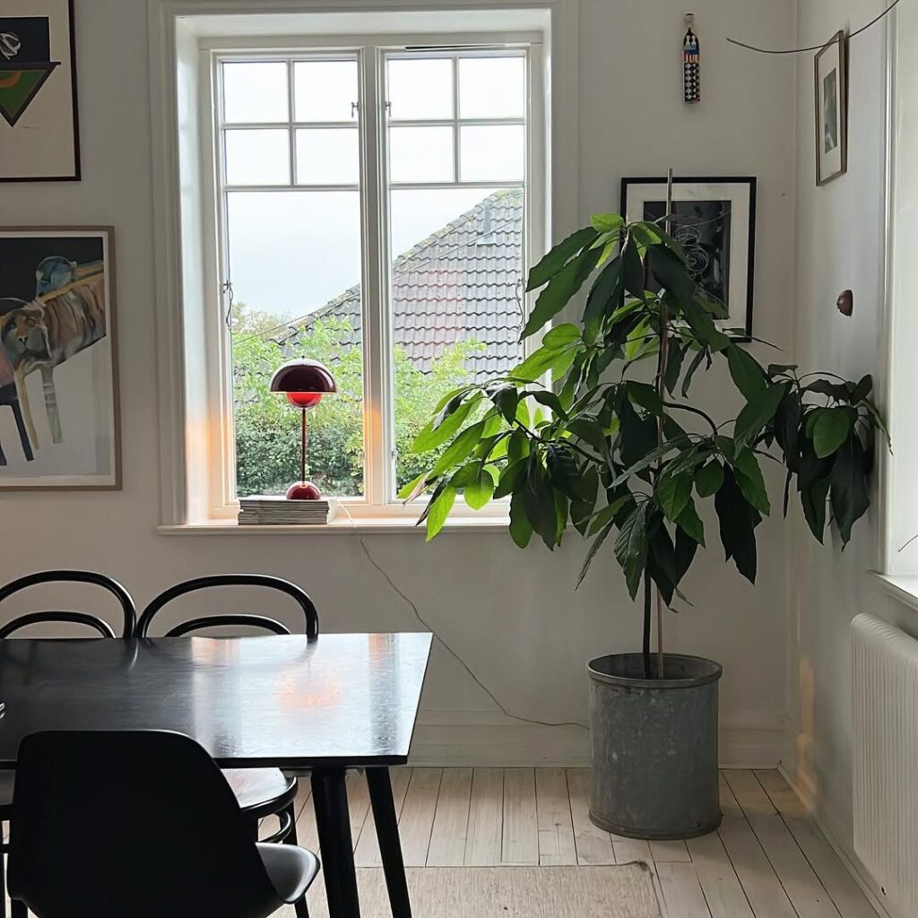 Avocado Tree