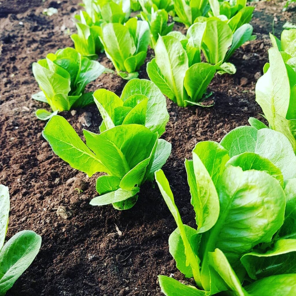 Baby Lettuce