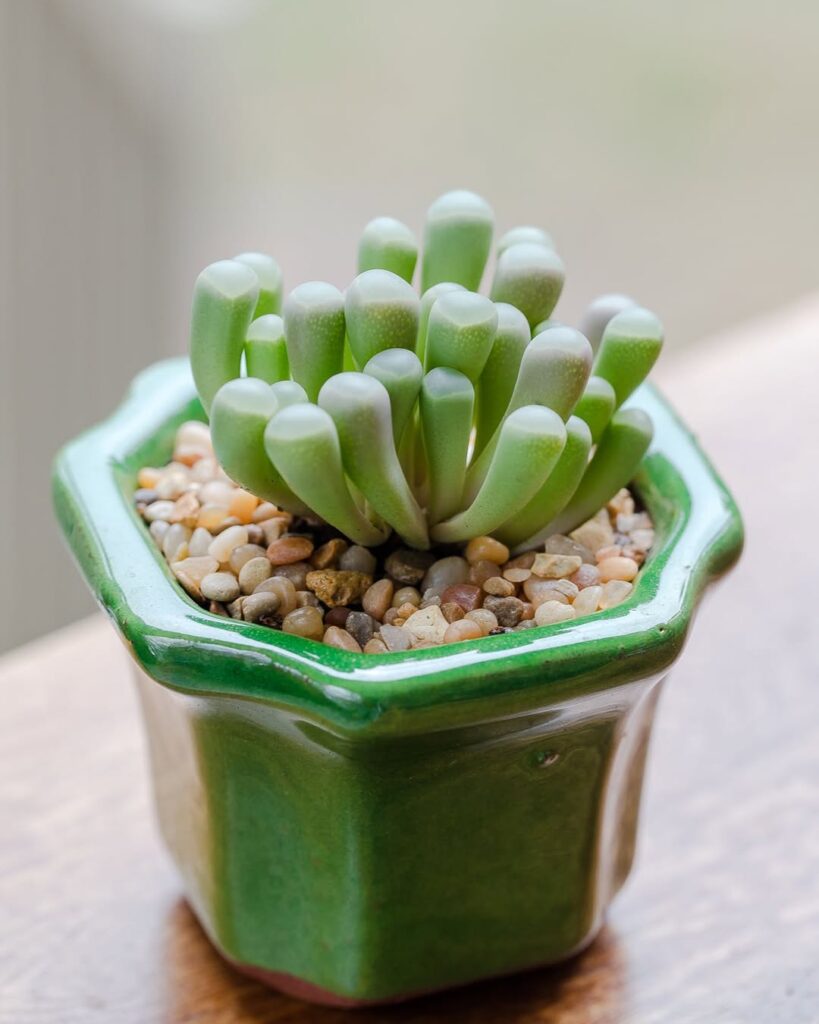 Baby Toes Succulent