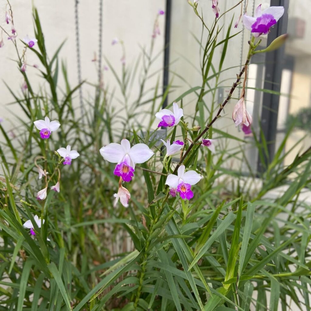 Bamboo Orchid