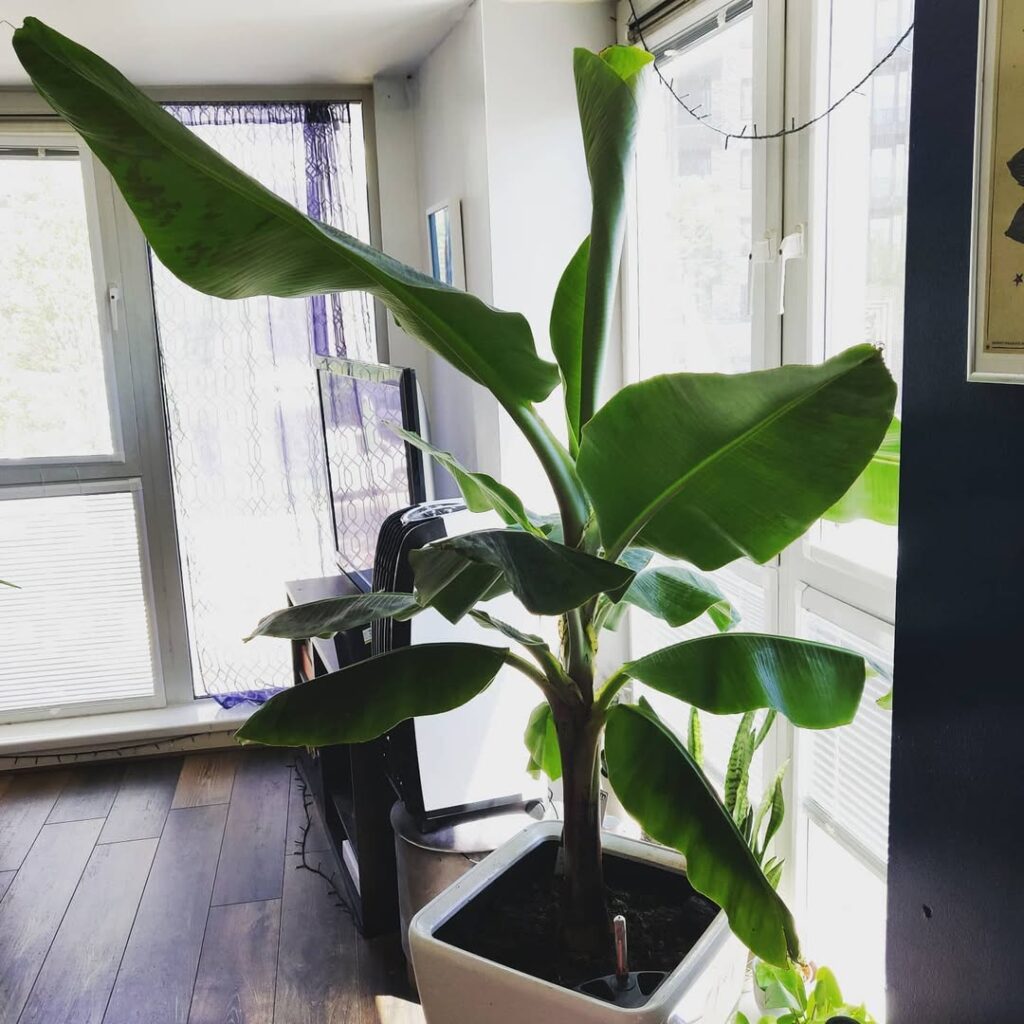 Banana Plant 1