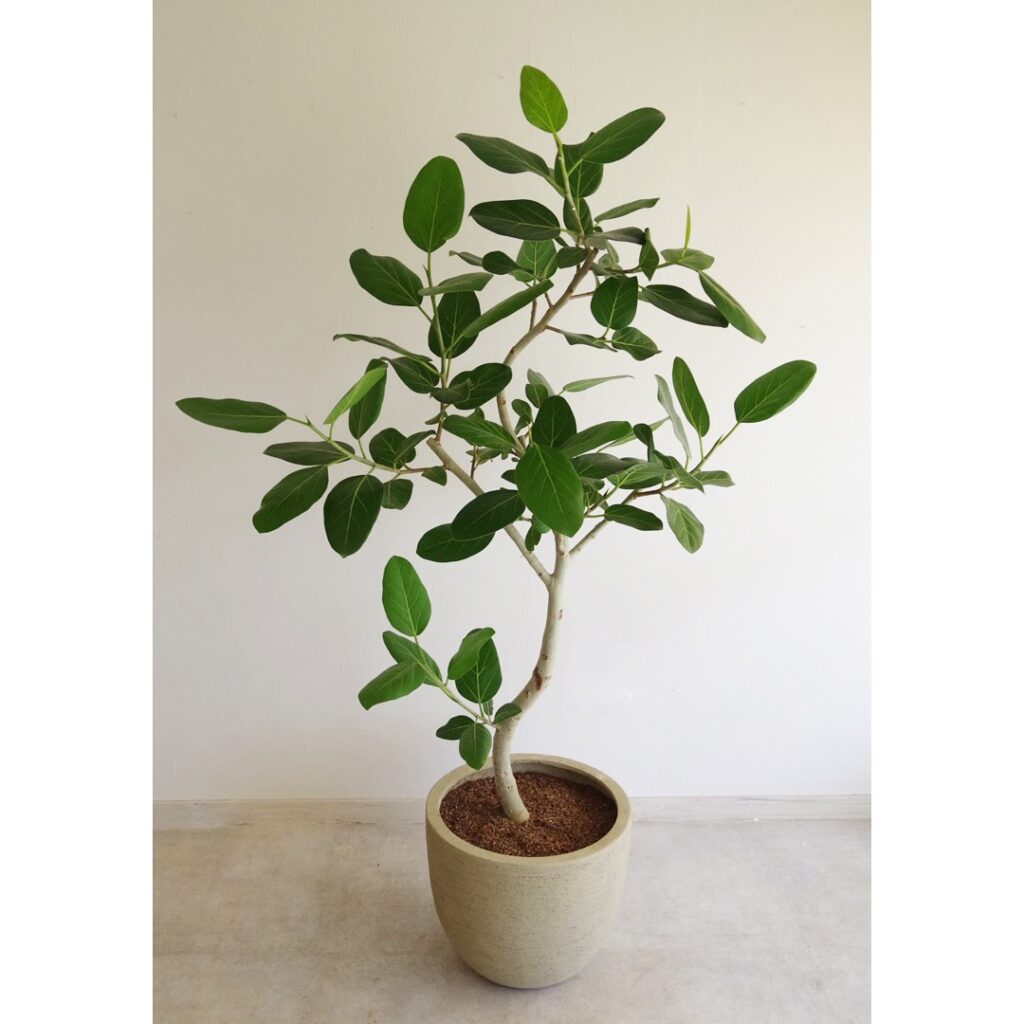 Banyan Fig Tree
