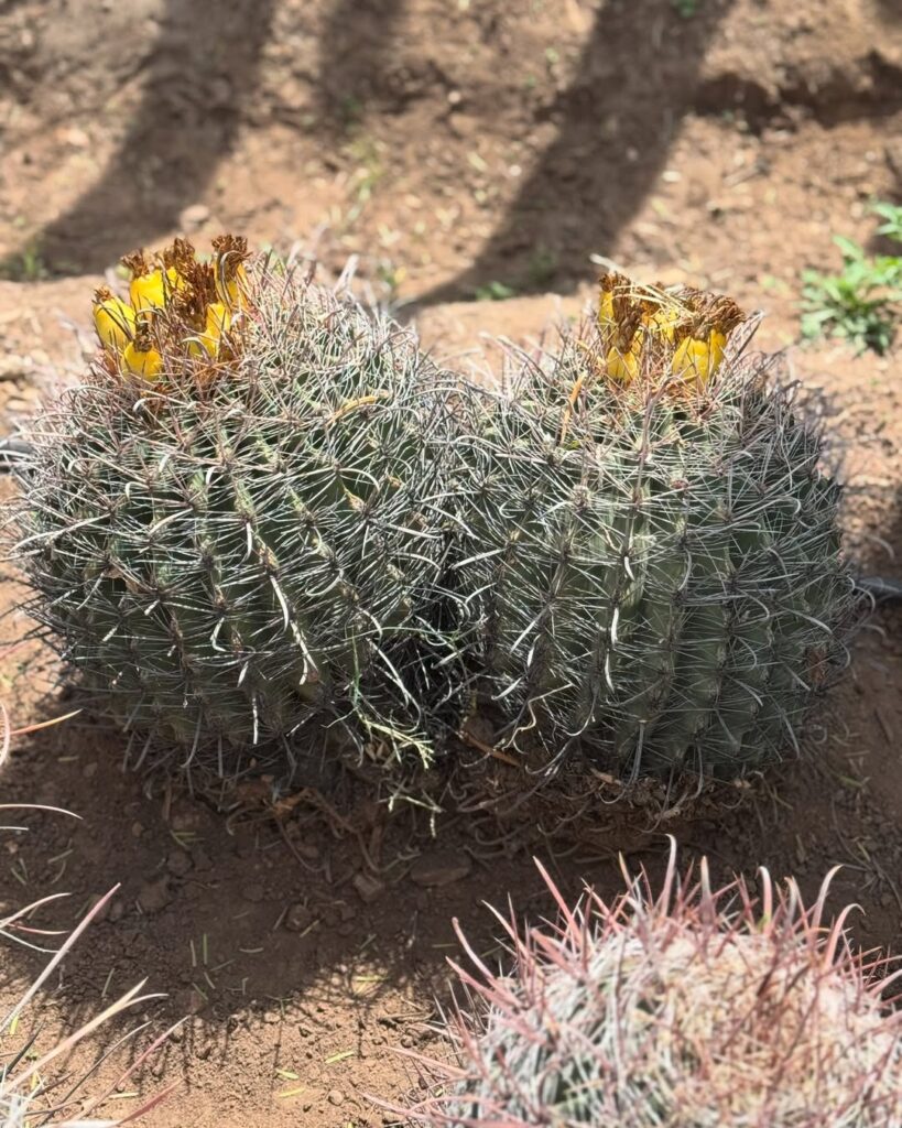 Barrel Cactus