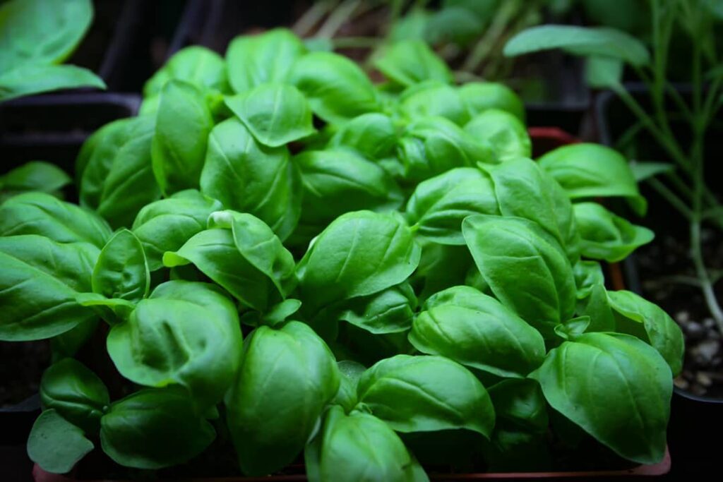 Basil