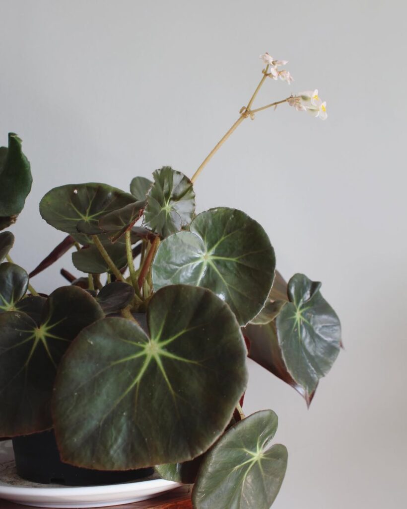 Beefsteak Begonia