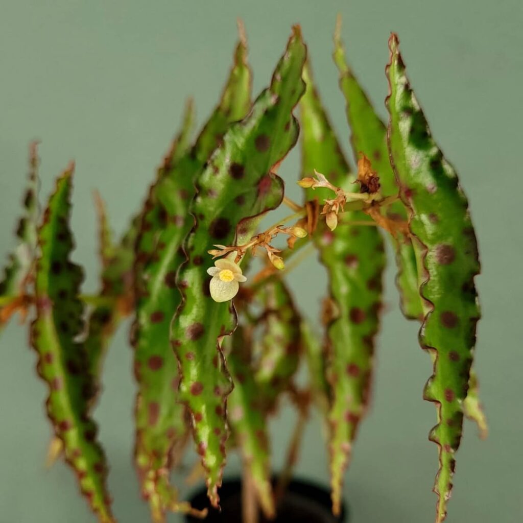 Begonia Amphioxus
