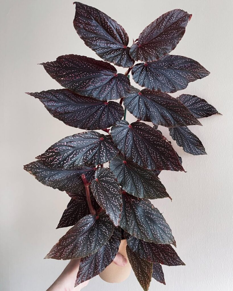 Begonia Benigo Pink