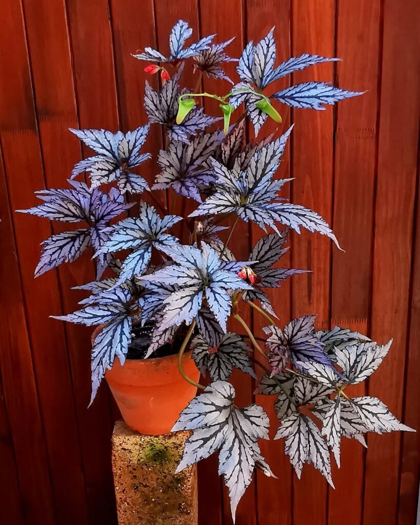 Begonia Benitochiba