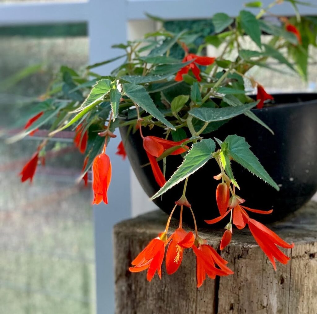Begonia Boliviensis