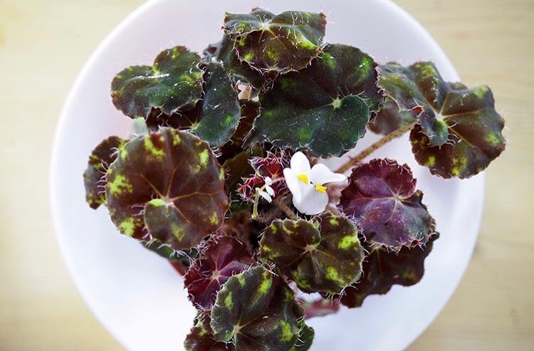 Begonia Bowerae