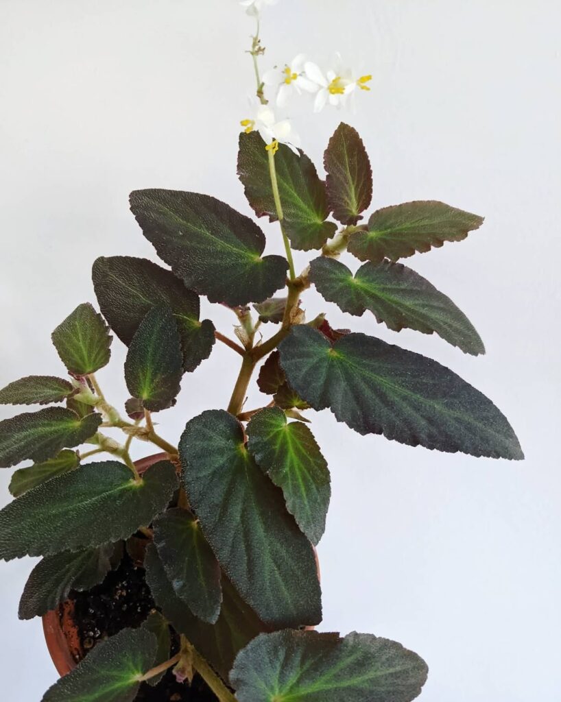 Begonia Brazilian Lady