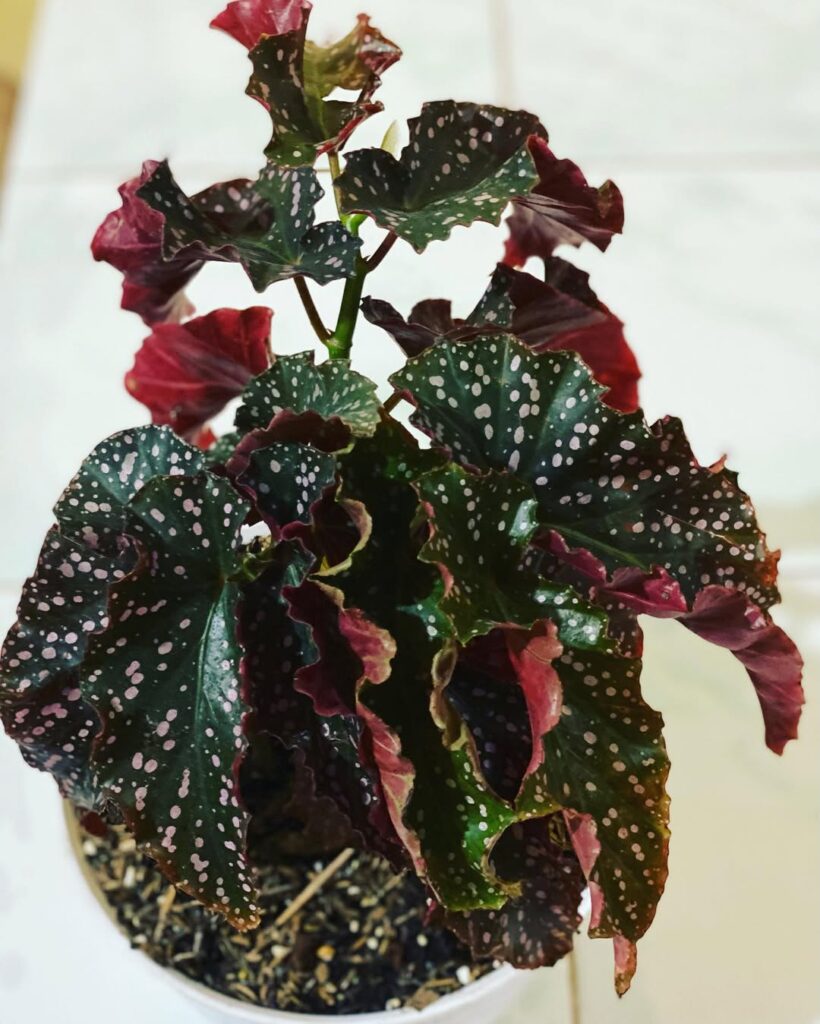 Begonia Cracklin Rosie