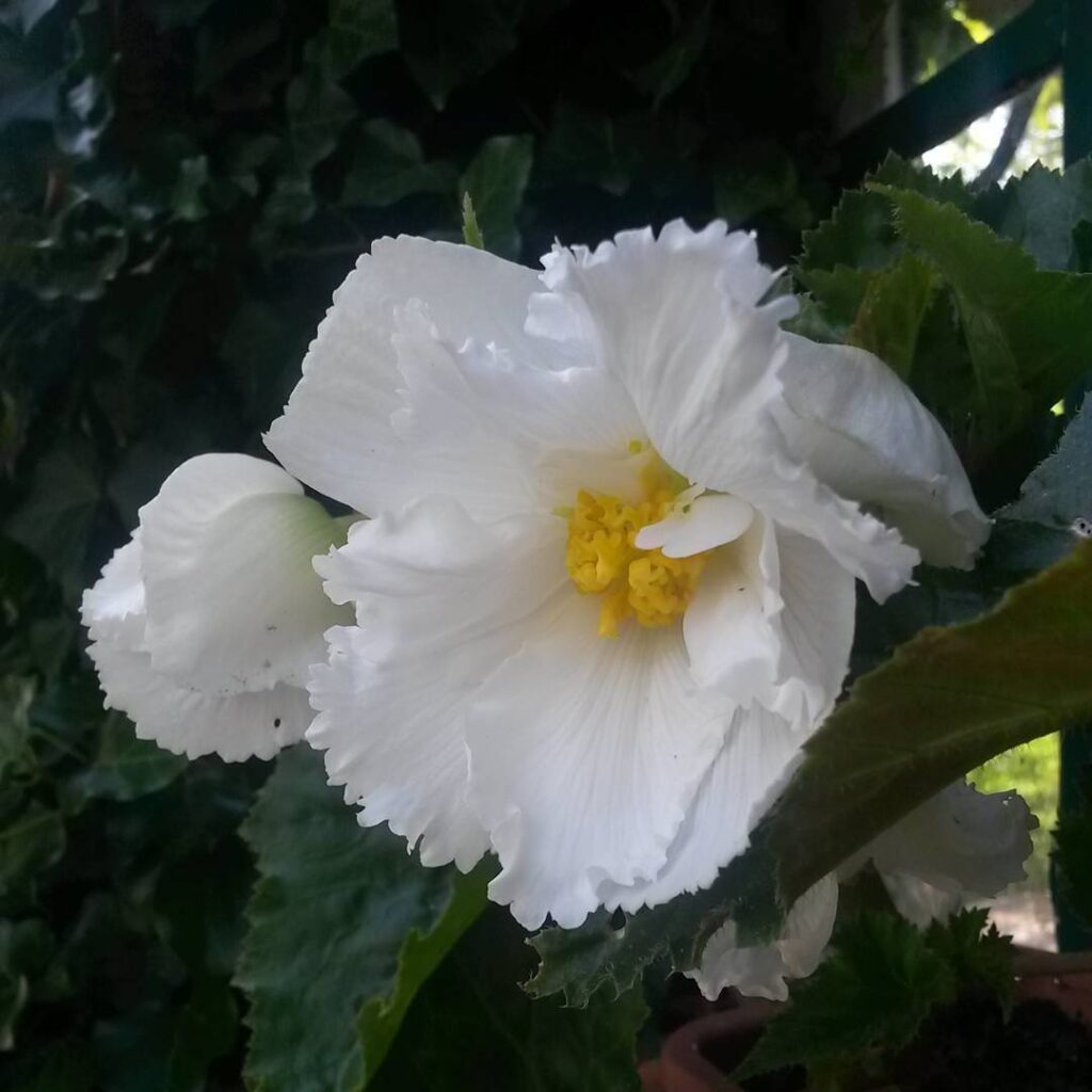 Begonia Fimbriata