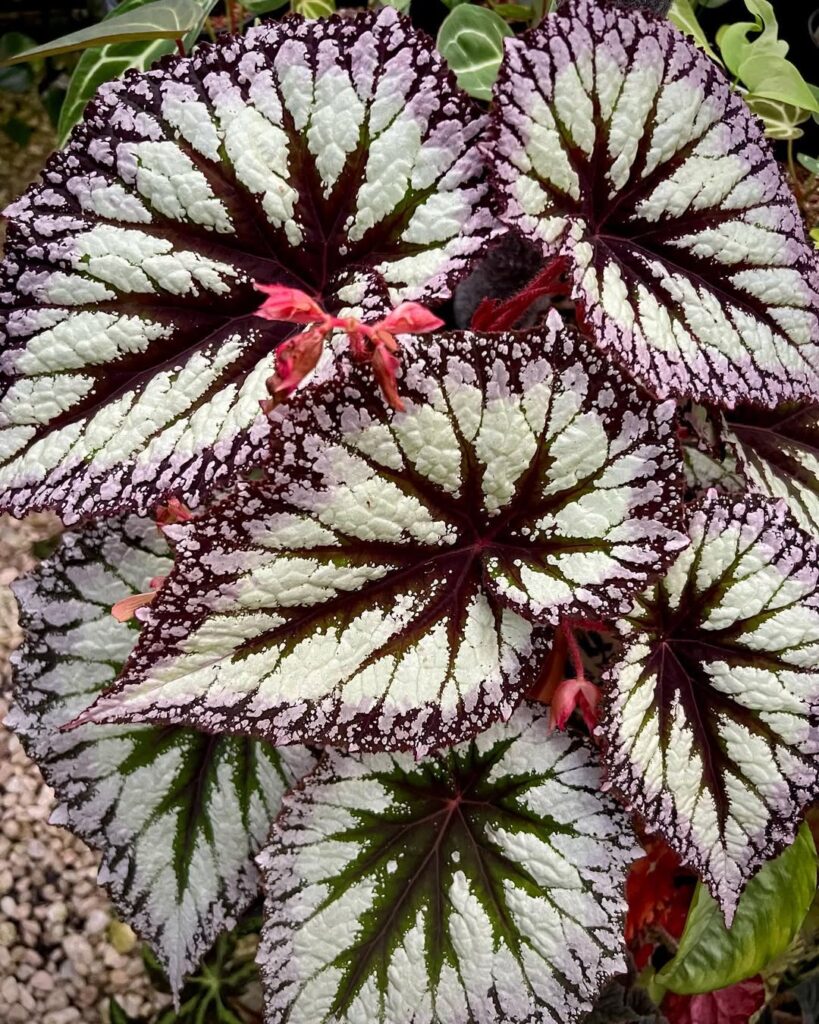 Begonia Fireworks