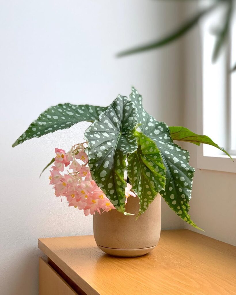 Begonia Flamingo Queen