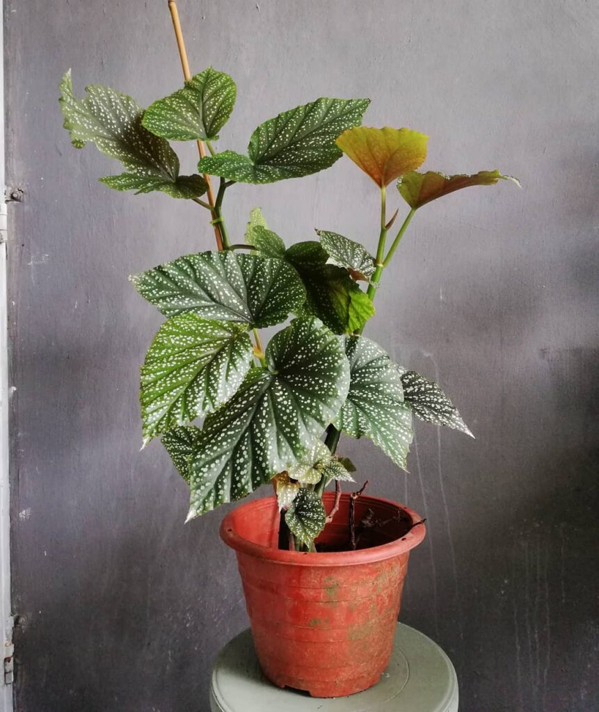 Begonia Lucerna 1