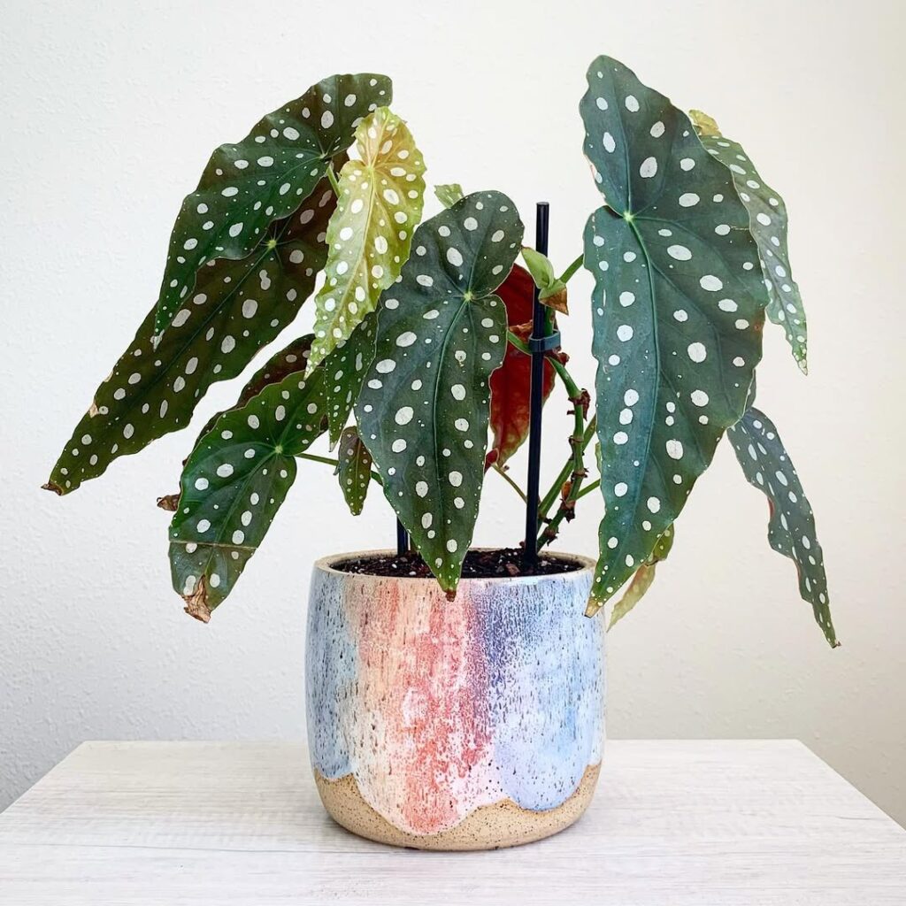 Begonia Maculata