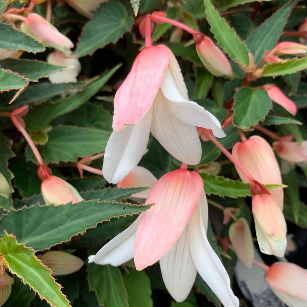 Begonia Million Kisses