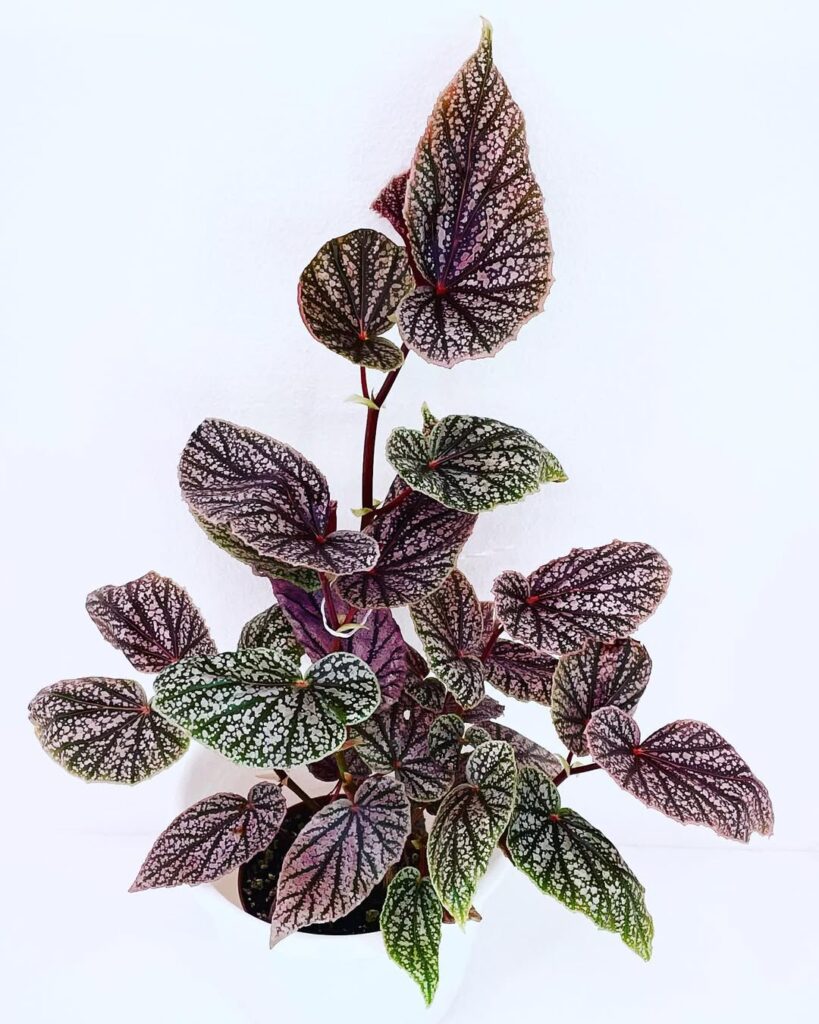 Begonia Miss Mummy