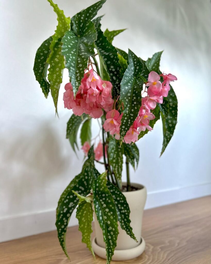 Begonia My Special Angel