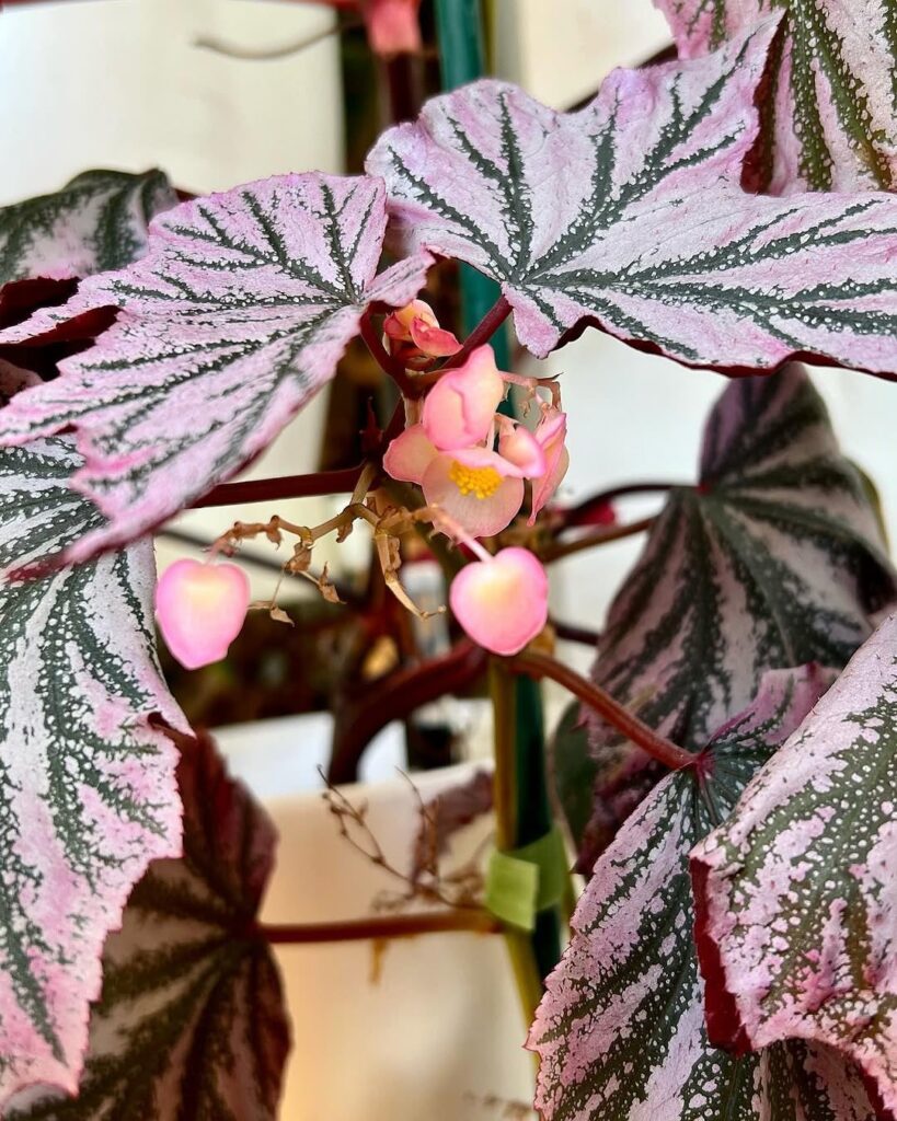 Begonia Pink Minx