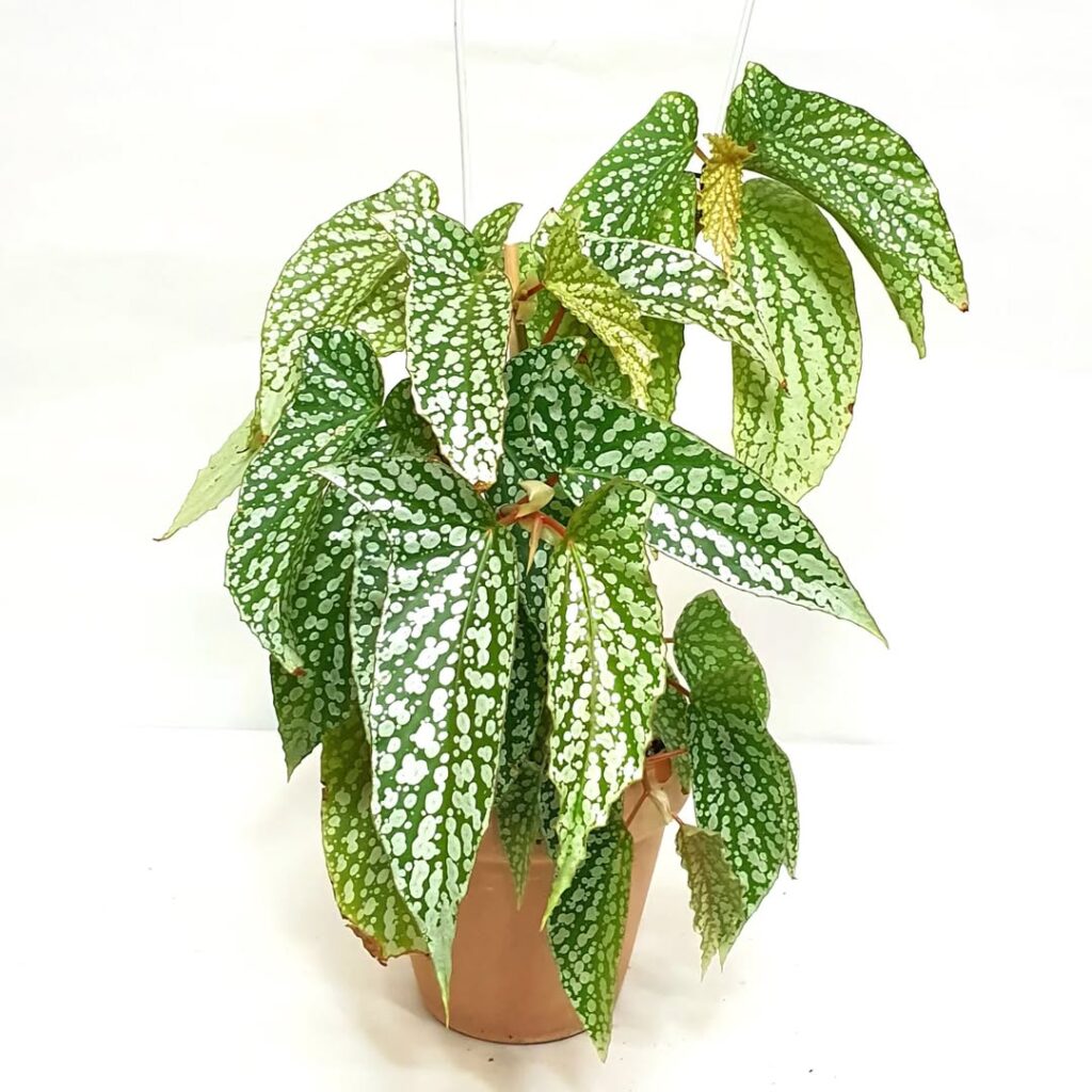 Begonia Silver Spot