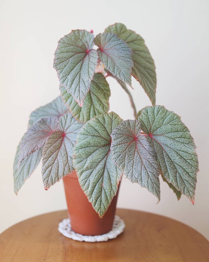 Begonia Sinbad