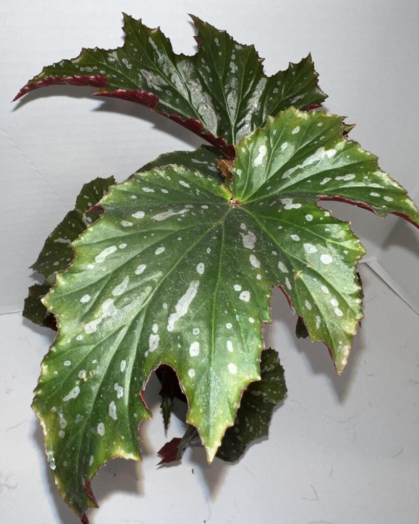 Begonia Sophia