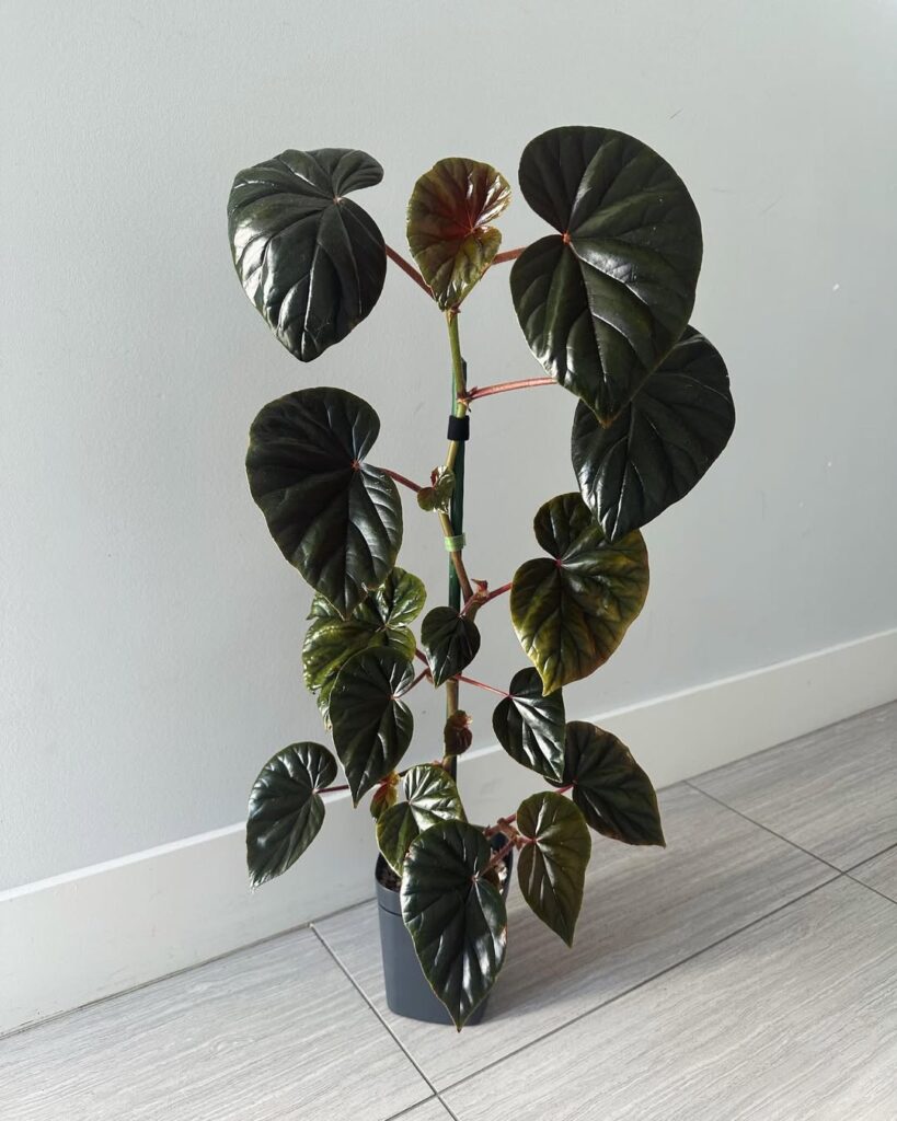 Begonia Thurstonii
