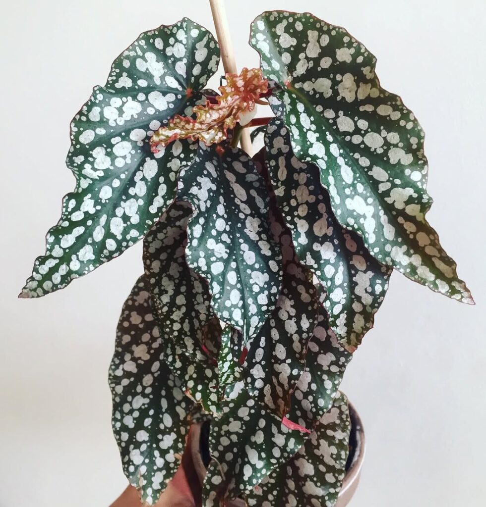 Begonia Tiki Carmen