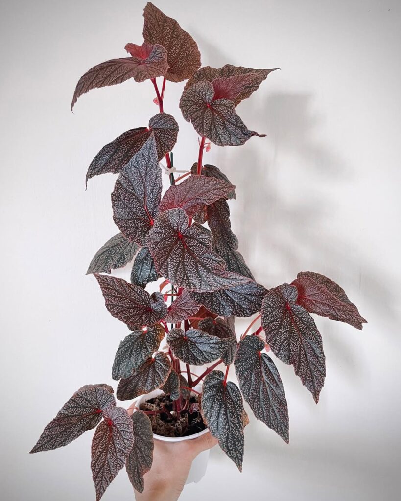 Begonia U062